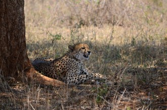 Ghepardo al Kruger